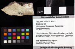 Foto (Objket + Etiketten) von Coelopus sp. 